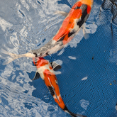 Japanese Koi 10-12"